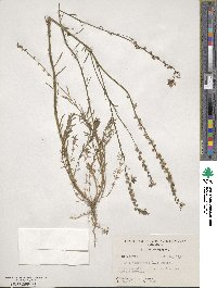 Nuttallanthus canadensis image