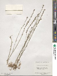 Nuttallanthus canadensis image