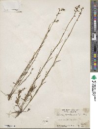 Nuttallanthus canadensis image