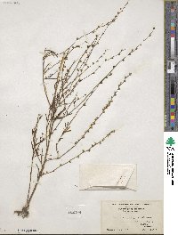 Nuttallanthus canadensis image