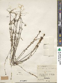 Nuttallanthus canadensis image