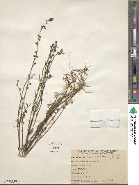 Nuttallanthus canadensis image