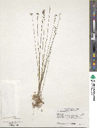 Nuttallanthus canadensis image