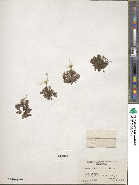 Cymbalaria muralis subsp. muralis image