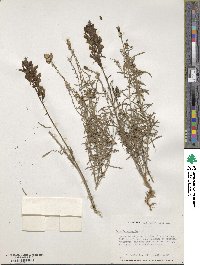 Cymbalaria muralis subsp. muralis image