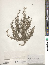 Cymbalaria microcalyx subsp. minor image