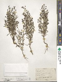 Cymbalaria microcalyx subsp. minor image