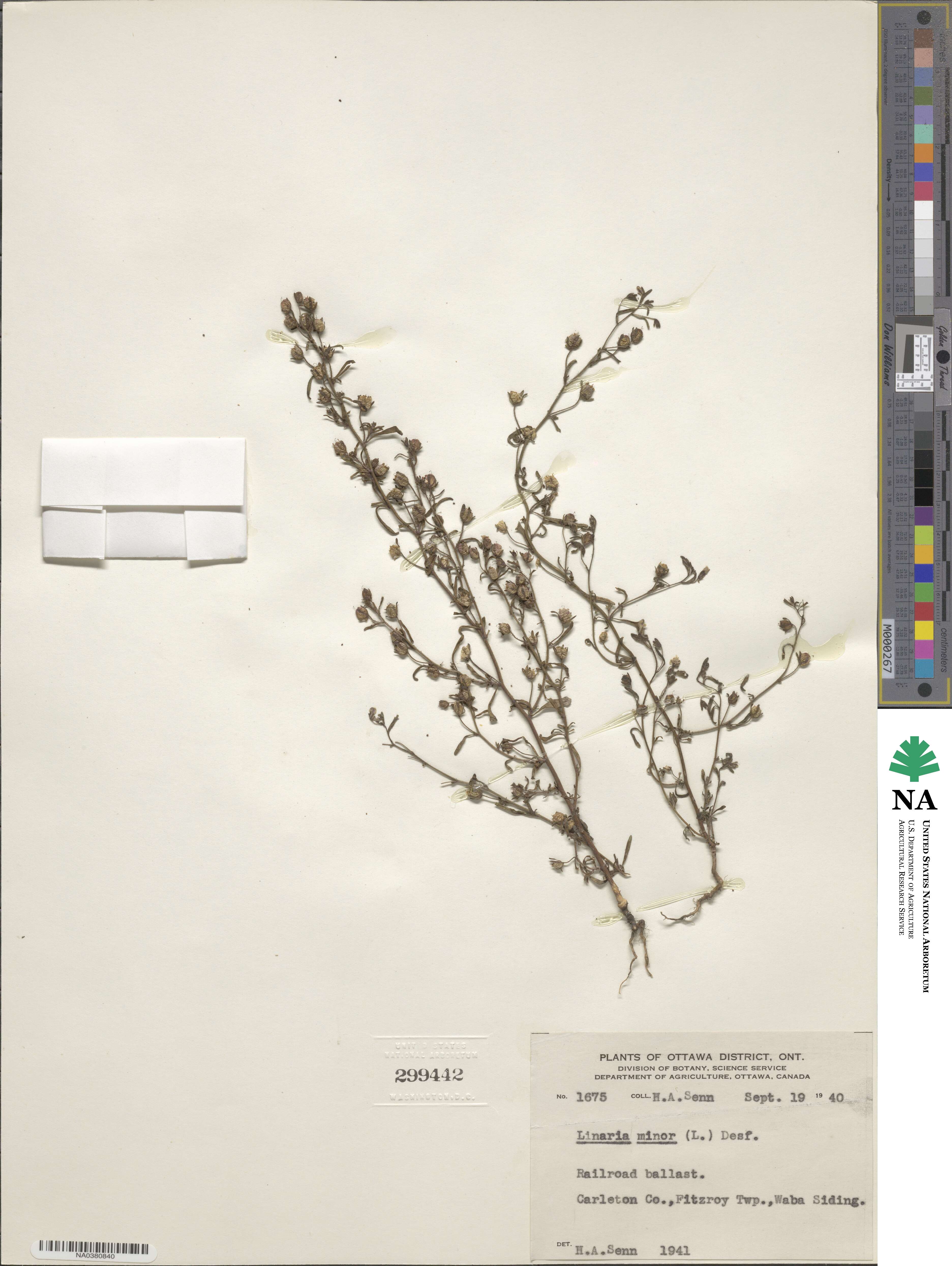 Cymbalaria microcalyx image