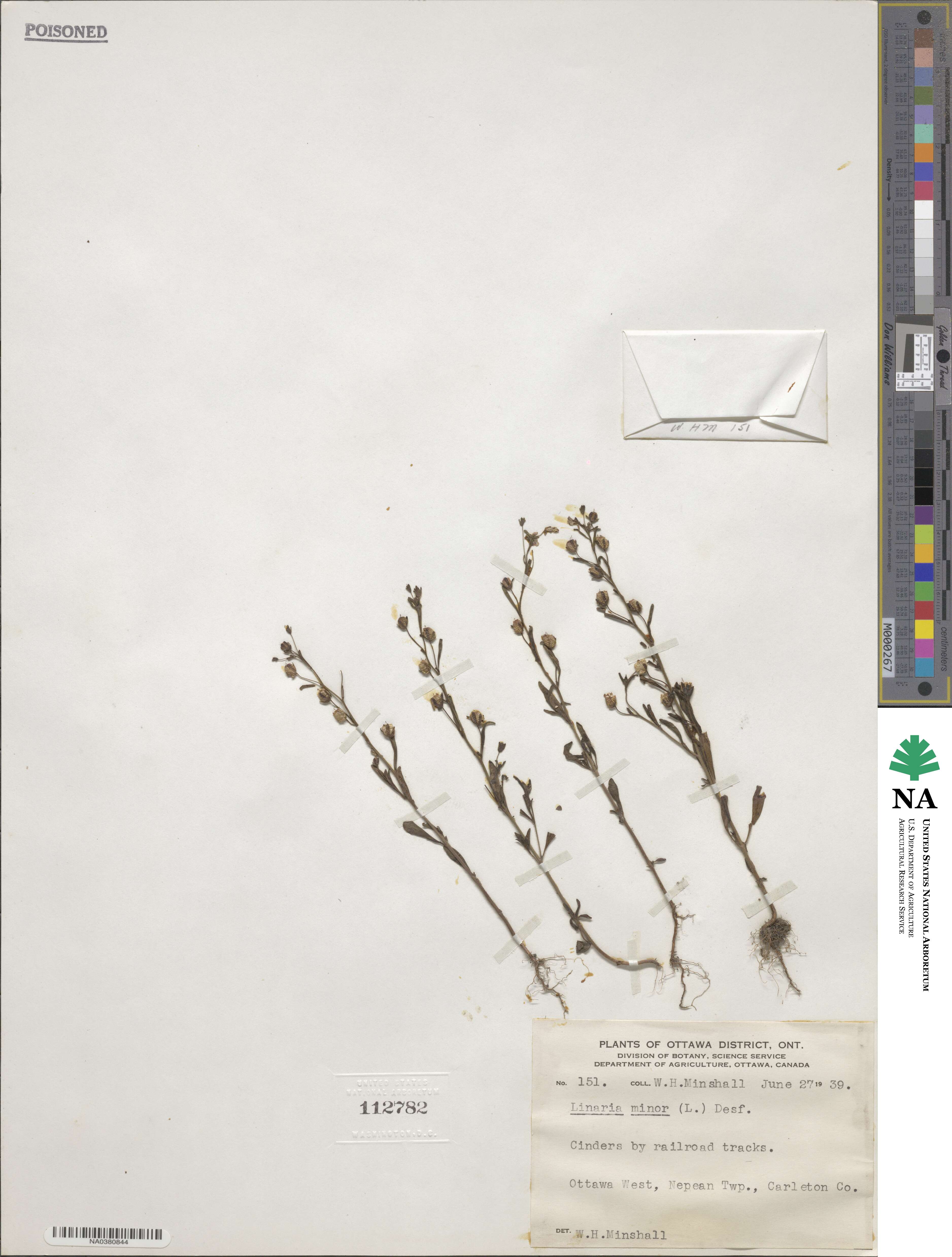 Cymbalaria microcalyx image
