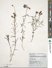 Cymbalaria muralis subsp. muralis image