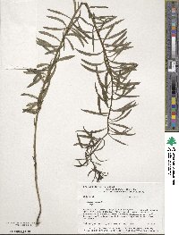 Cymbalaria muralis subsp. muralis image