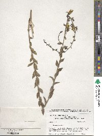 Cymbalaria muralis subsp. muralis image