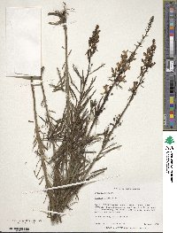 Cymbalaria muralis subsp. muralis image