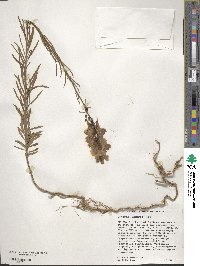 Cymbalaria muralis subsp. muralis image