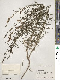 Cymbalaria muralis subsp. muralis image