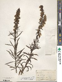 Cymbalaria muralis subsp. muralis image