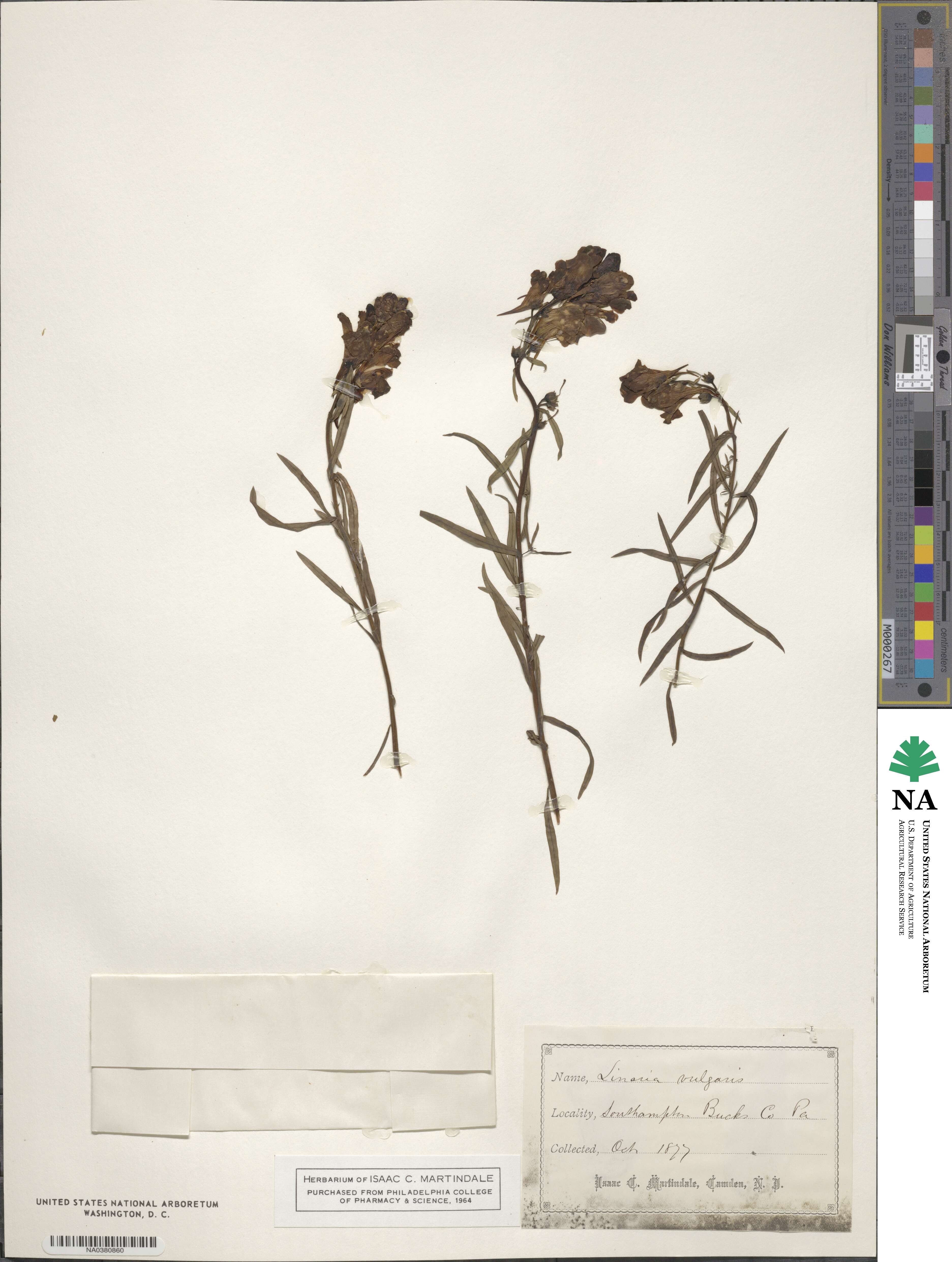 Cymbalaria muralis image