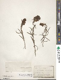 Cymbalaria muralis subsp. muralis image