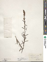 Cymbalaria muralis subsp. muralis image