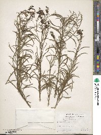 Cymbalaria muralis subsp. muralis image