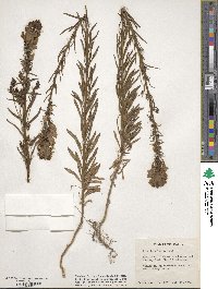 Cymbalaria muralis subsp. muralis image