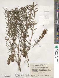 Cymbalaria muralis subsp. muralis image