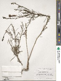 Cymbalaria muralis subsp. muralis image