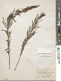 Cymbalaria muralis subsp. muralis image