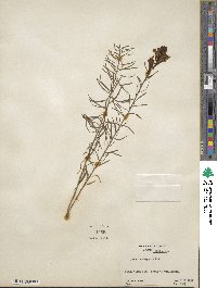 Cymbalaria muralis subsp. muralis image