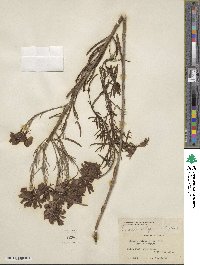 Cymbalaria muralis subsp. muralis image