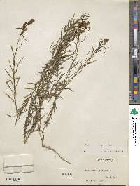 Cymbalaria muralis subsp. muralis image