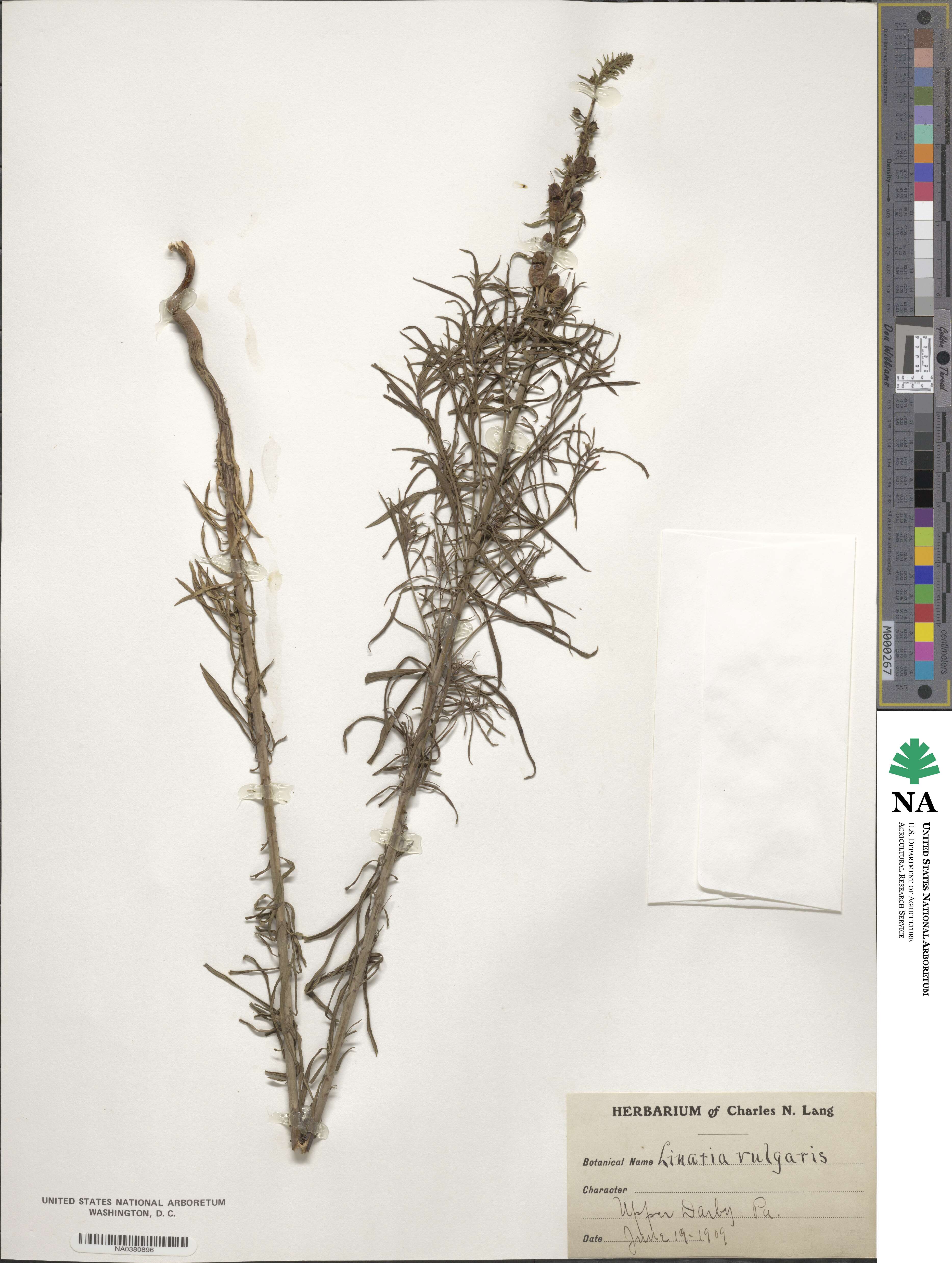 Cymbalaria muralis subsp. muralis image