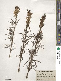 Cymbalaria muralis subsp. muralis image