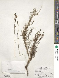 Cymbalaria muralis subsp. muralis image