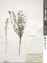 Cymbalaria muralis subsp. muralis image