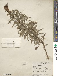 Cymbalaria muralis subsp. muralis image