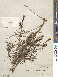 Cymbalaria muralis subsp. muralis image