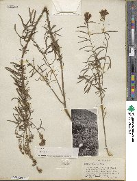 Cymbalaria muralis subsp. muralis image