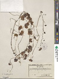 Cymbalaria muralis subsp. muralis image