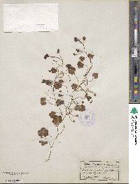 Cymbalaria muralis subsp. muralis image