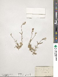 Cerastium arvense image