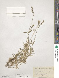 Cerastium arvense image