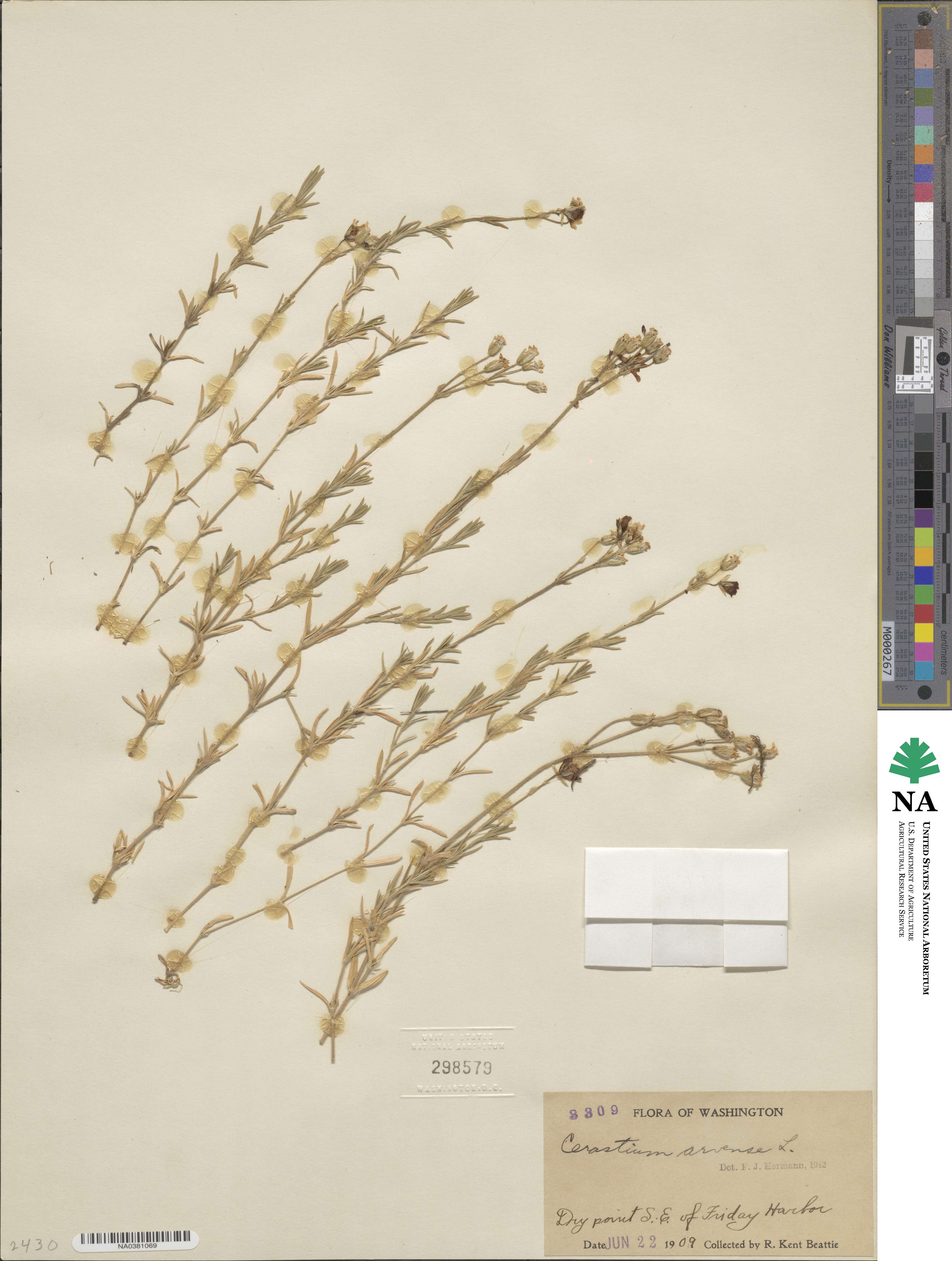 Cerastium arvense image