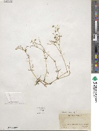 Cerastium arvense image