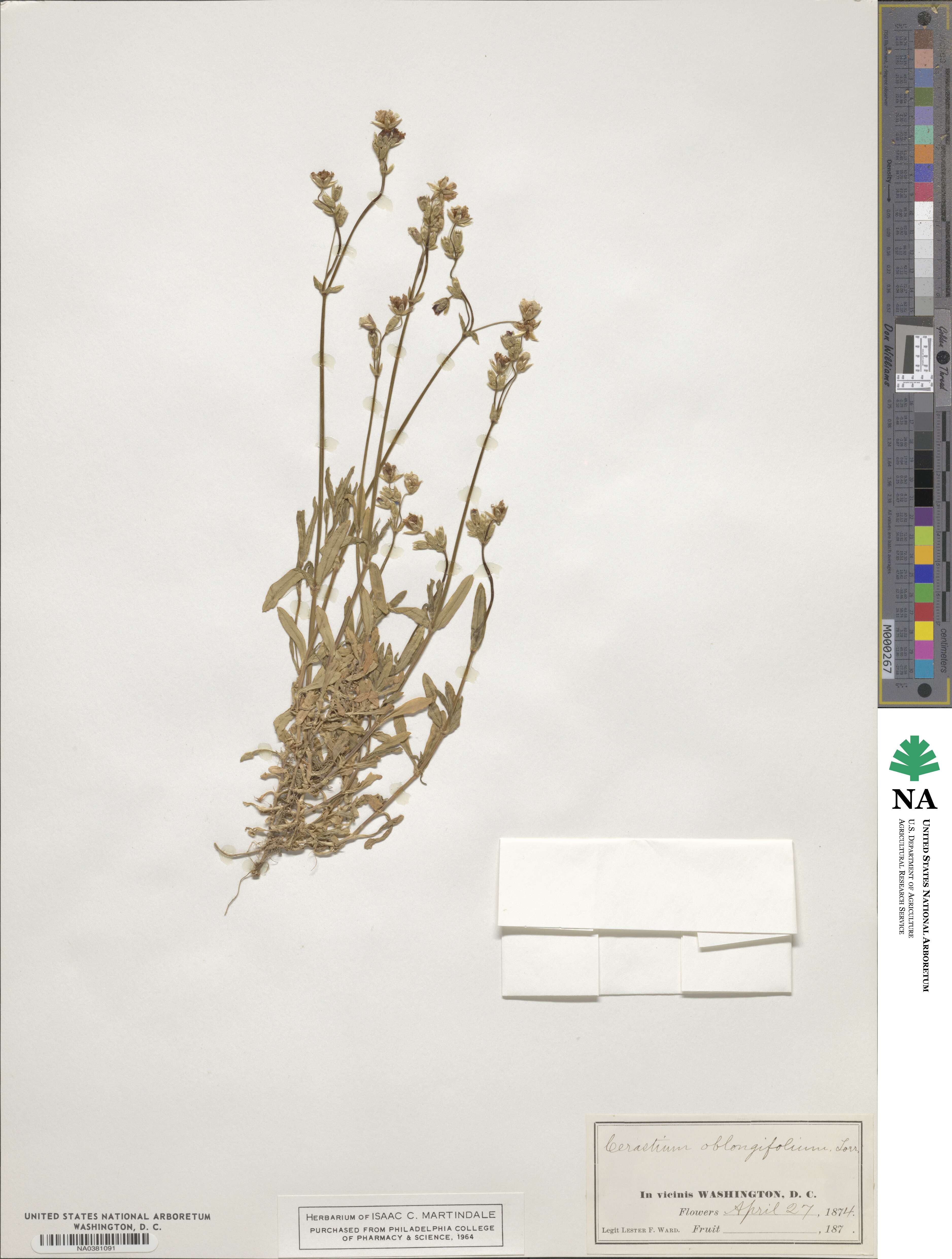 Cerastium velutinum image