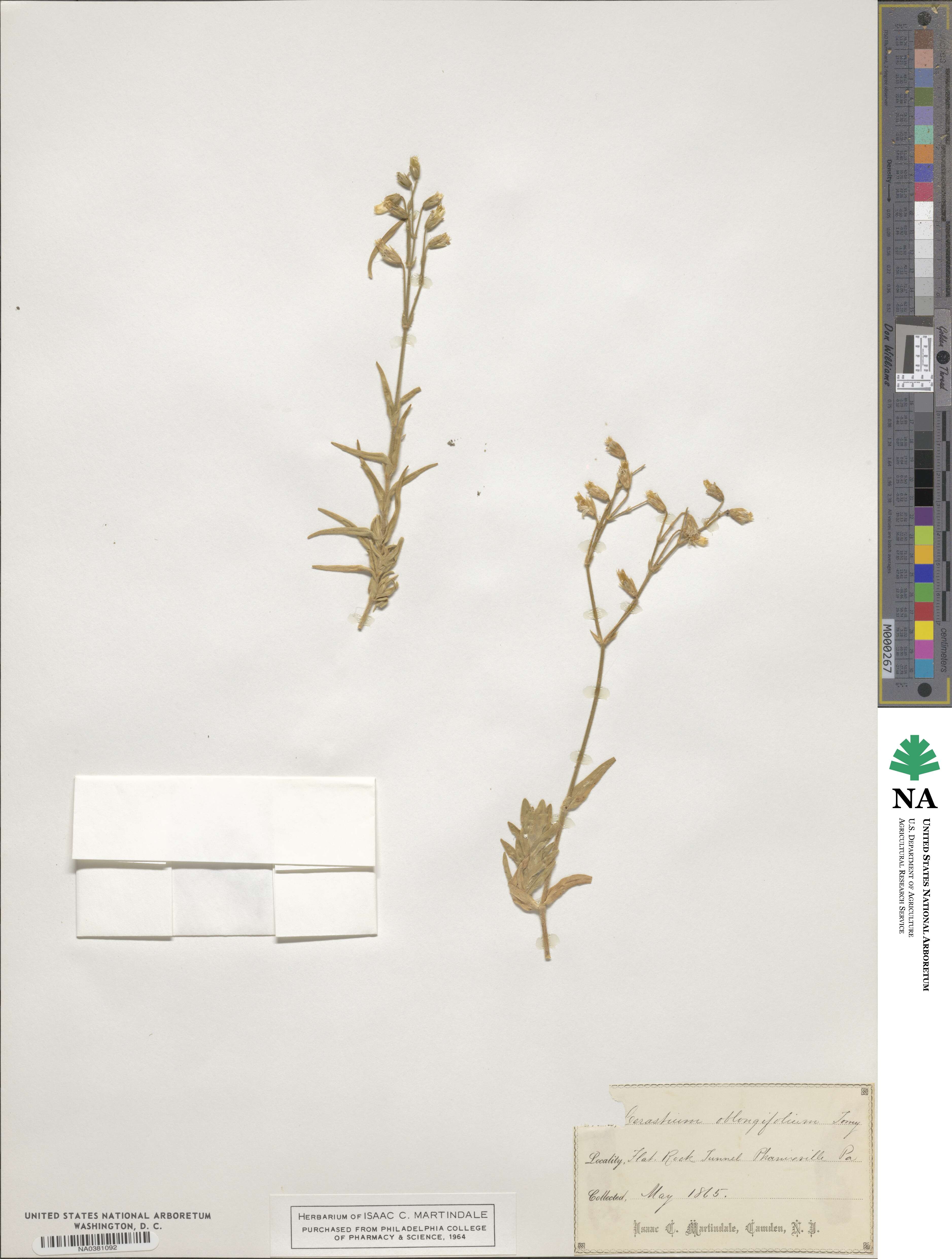Cerastium velutinum image
