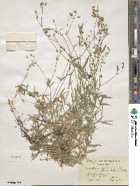 Cerastium velutinum image