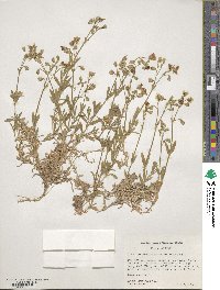 Cerastium beeringianum image