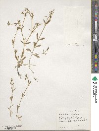 Cerastium brachypodum image