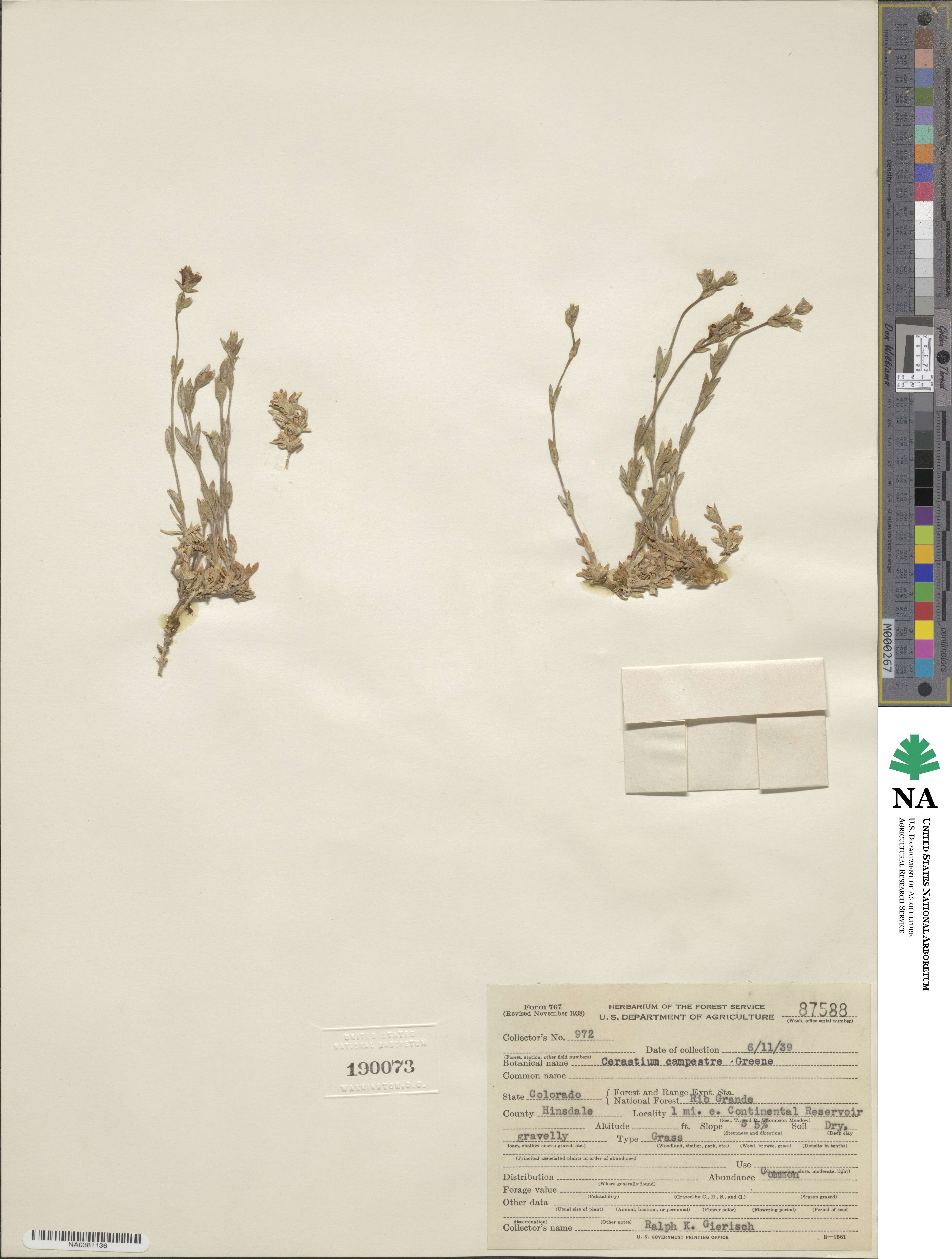Cerastium kochianum image